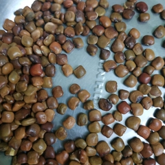 Hạt Giống Củ Đậu (Củ Sắn) Lai F1