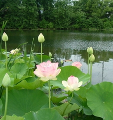 Hạt giống hoa sen lớn ( sen ta ) mix màu