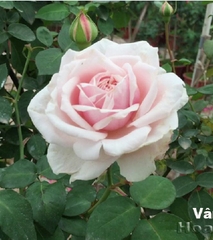 Hạt giống hoa hồng cổ vân khôi