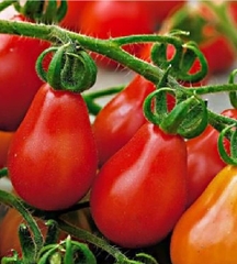 Hạt Giống Cà Chua Cherry Lê Đỏ