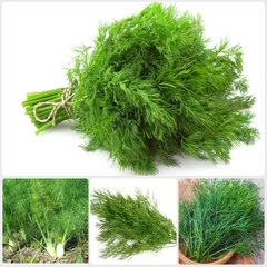 Hạt Giống Rau Thì Là Bốn Mùa - Gói 10gram