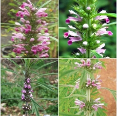 Hạt Giống Cây Ích Mẫu