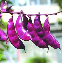 Hạt Giống Đậu Ván Tím F1