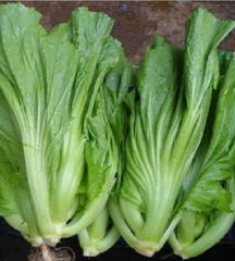 Hạt Giống Cải Bẹ Dưa Cao Sản