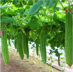 Hạt Giống Khổ Qua Khổng Lồ