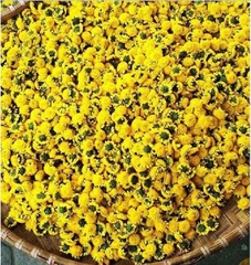 Hạt giống hoa Trà Hoa Cúc - Gói 3gram