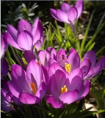 Củ Giống Hoa Nghệ Tây Hoa Màu Hồng - 5 Củ