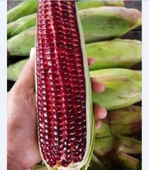 Hạt Giống Ngô Nữ Hoàng Đỏ F1