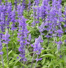 Hạt Giống Hạt Chia - Mỹ (Salvia hispanica)