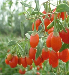 Hạt Giống Quả Câu Kỷ Tử - GojiBerry