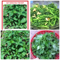 Hạt Giống Cây Rau Tầm Bóp