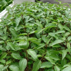 Hạt Giống Rau Đay Đỏ