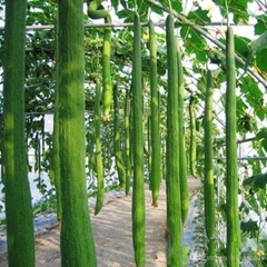 Hạt Giống Mướp Hương Siêu Dài