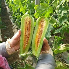 Hạt Giống Dưa Lê Quả Dài Yang Jiao Mi