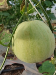 Hạt Giống Dưa Lê Siêu Ngọt F1