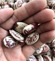 Hạt Giống Đậu Ngự