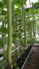 Hạt Giống Mướp Hương Siêu Dài