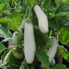Hạt Giống Cà Trắng Lai Quả Dài F1