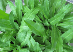 Hạt Giống Rau Ngò Gai ( Mùi Tàu )