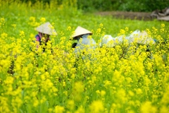 Hạt giống cải hoa vàng - cải dầu - Gói 5gram