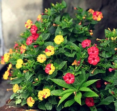 Hạt Giống Hoa Bông Phấn Nhiều Màu