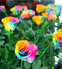 Hạt Giống Hoa Hồng Bảy Màu ( Hoa Hồng Cầu Vòng )