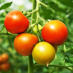 Hạt Giống Cà Chua Chịu Nhiệt F1