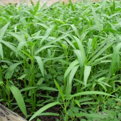 Hat Giống Rau Muống Cao Sản Lá Tre