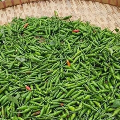 Hạt giống Ớt Xiêm Rừng - Ớt Thóc