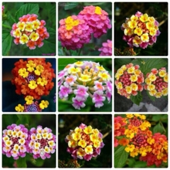 Hạt Giốn Hoa Ngũ Sắc Nhiều Màu