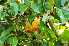 Hạt Giống Cây Bình Bát Thân Gỗ