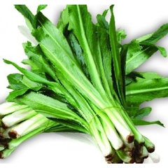 Hạt Giống Rau Ngò Gai ( Mùi Tàu )