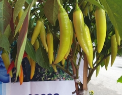 Hạt Giống Ớt Sừng Vàng Châu Phi F1