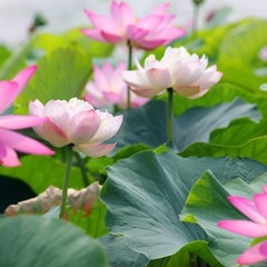 Hạt giống hoa sen lớn ( sen ta ) mix màu