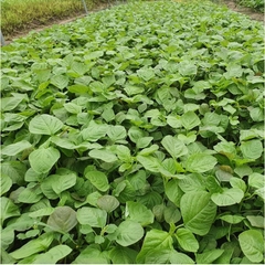 Hạt Giống Rau Dền Cơm - Gói 10gram