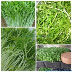 Hạt Giống Mầm Rau Muống - Gói 30gram