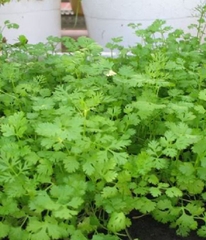 Hạt giống Ngò Rí Bạc Liêu - Gói 20gram