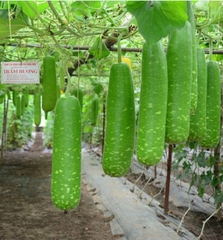 Hạt Giống Bầu Sao Trái Dài F1
