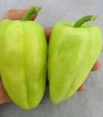 Hạt Giống Ớt Ngọt Đùi Gà Thái Lan - Gói 0,5gr