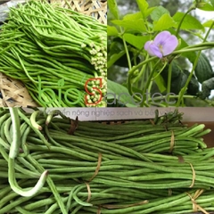Hạt Giống Đậu Đũa Hạt Trắng Cao Sản