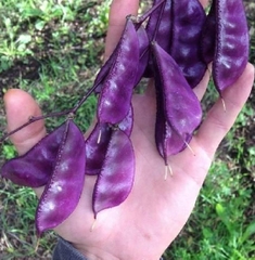 Hạt giống đậu ván tím F1
