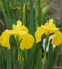 Hạt Giống Diên Vĩ Vàng (Iris Vàng)