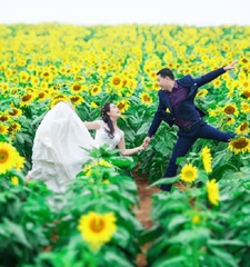 Hạt Giống Hoa Hướng Dương Cao