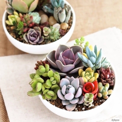 Hạt giống hoa sen đá mix màu