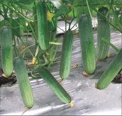 Hạt Giống Dưa Chuột Nếp Ta Cao Sản