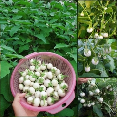 Hạt Giống Cà Pháo Trắng Cao Sản