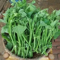 Hạt Giống Bí Siêu Ngọn Cao Sản