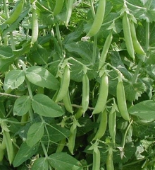 Hạt Giống Đậu Hà Lan ( Thu Trái )