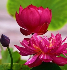 Hạt Giống Hoa Sen Bách Diệp Đỏ