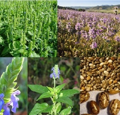 Hạt Giống Hạt Chia - Mỹ (Salvia hispanica)